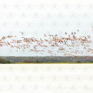Flamingos – Phoenicopterus