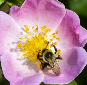 Bee – Apis mellifera