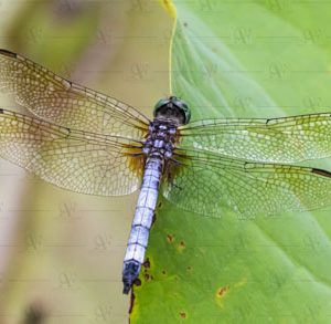 Dragonfly – Anisoptera