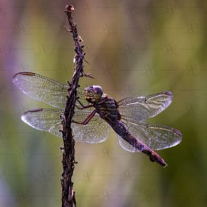 Dragonfly – Anisoptera