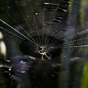 Spider – Araneae