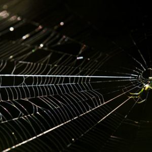 Spider – Araneae