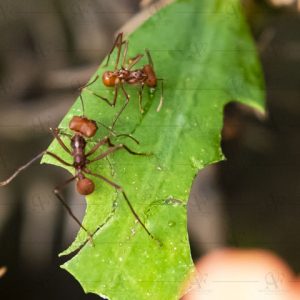 Ant – Formicidae
