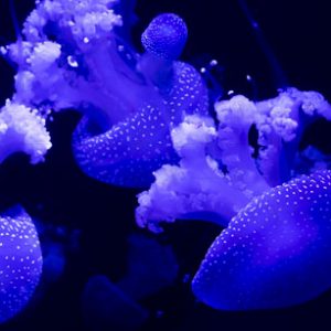 Jellyfish – Medusozoa