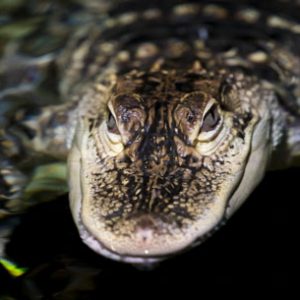 Alligator – Caiman crocodilus