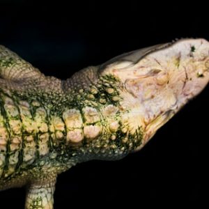 Alligator – Caiman crocodilus