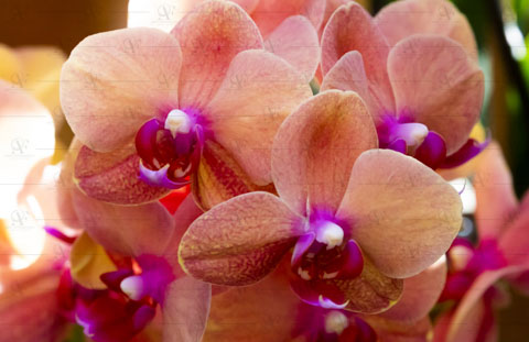 Orquídeas rojas - Arte Fotográfico