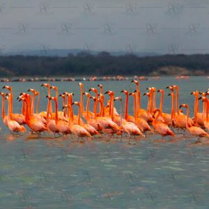 Meeting of flamingos