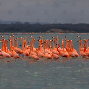 Meeting of flamingos
